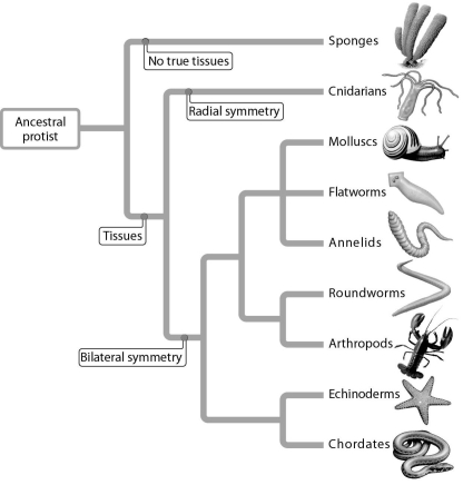 Annelids are most closely related to ______.   A)  chordates B)  arthropods C)  molluscs D)  echinoderms