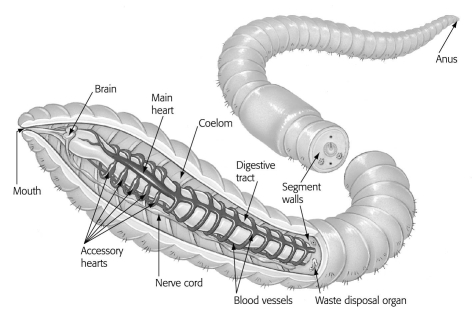 The legless,segmented body of the animal below suggests that it is a(n) ______.   A)  annelid B)  arthropod C)  snake D)  roundworm