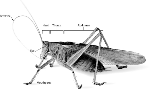 Insects,such as the grasshopper shown below,have ______.   A)  eight legs B)  a two-part body: head and abdomen C)  a three-part body: head, thorax, and abdomen D)  no wings