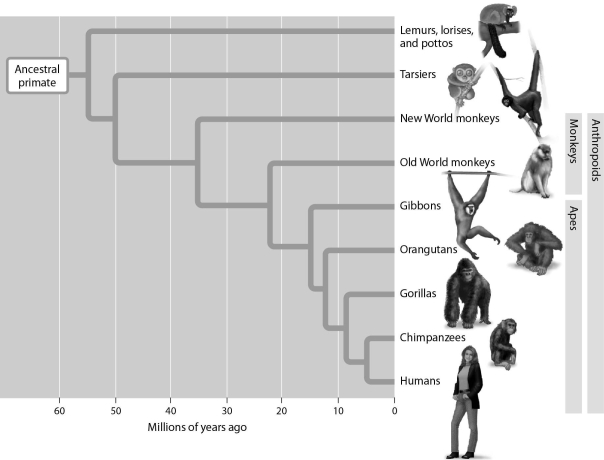 According to this evolutionary tree,approximately how many years ago did humans and orangutans share a common ancestor?   A)  1 million years ago B)  7 million years ago C)  12 million years ago D)  20 million years ago