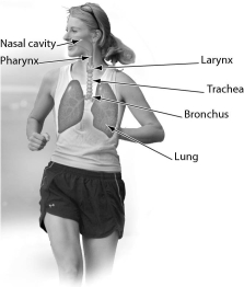 One function of this organ system is _____.   A)  thermoregulation B)  excretion C)  exchange of gases between the blood and air D)  transport of substances throughout the body
