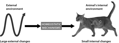 The figure below shows that ______.   A)  homeostatic mechanisms allow cats to sense their external environments B)  homeostatic mechanisms allow cats to use their internal conditions to affect their external environments C)  cats experience no variations in their internal conditions D)  homeostatic mechanisms allow cats to maintain relatively constant internal conditions even when the external environment changes
