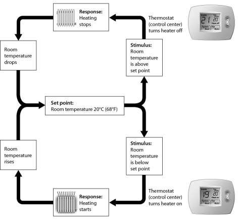 <strong>Examine the figure below,which shows negative feedback in a thermostat.If the room becomes too warm,the next thing that will occur is ______. </strong> A) heating stops B) the set point decreases C) the room cools D) the heater is turned off