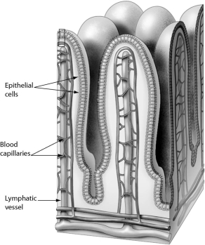 The function of the structure shown below is ______.   A)  to digest proteins B)  to absorb nutrients into the body C)  to aid in mechanical digestion of food D)  to break fats into smaller droplets