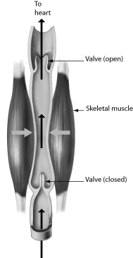 Examine the figure below.The one-way flow of blood in veins is maintained by ______.   A)  blood pressure B)  muscles pressing against the veins C)  their thick walls D)  valves