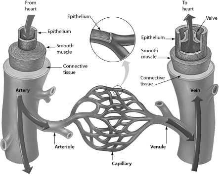 Examine the structure of blood vessels in the following figure.Which one of the following has the structure best suited to chemical exchange between the blood and tissues?   A)  venule B)  capillary C)  arteriole D)  artery