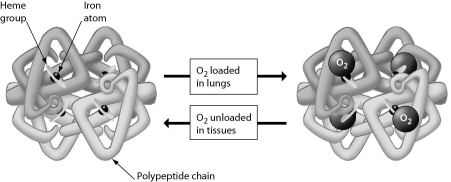 The figure below shows that ______.   A)  hemoglobin can bind to either oxygen or carbon dioxide B)  a hemoglobin molecule can bind up to four molecules of oxygen C)  a red blood cell contains four hemoglobin molecules D)  each iron atom can bind four oxygen molecules