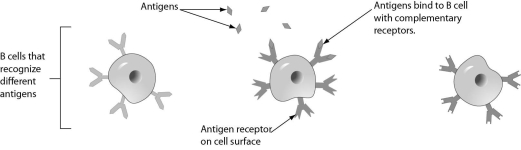 Three B cells are shown in the figure.Which of these B cells will begin to grow,divide,and differentiate further?   A)  only the B cell on the left B)  only the B cell in the middle C)  only the B cell on the right D)  all three B cells
