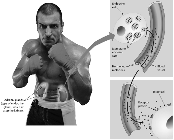 <strong>Examine the following figure.What is special about the target cells that allows them to respond to the hormone? Only the target cells ______. </strong> A) are close enough to the blood vessels to respond B) touch the blood vessels C) have specific receptors to the hormone D) located in organs next to the kidneys can respond