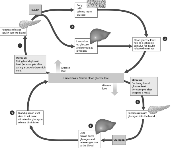<strong>Examine the figure below.If blood glucose levels decline,______. </strong> A) the pancreas releases more glucagon, which causes glucose to be released into the blood B) the pancreas releases more insulin, which causes glucose to be released into the blood C) body cells take up more glucose D) liver cells convert glucose to glycogen