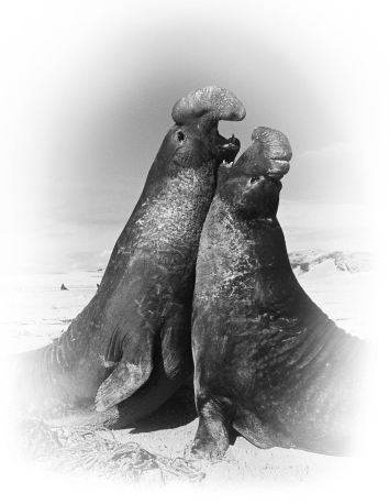 <strong>Examine the figure below.The behavior exhibited by these elephant seals is promoted by _____. </strong> A) growth hormone B) testosterone C) calcitonin D) antagonistic hormones