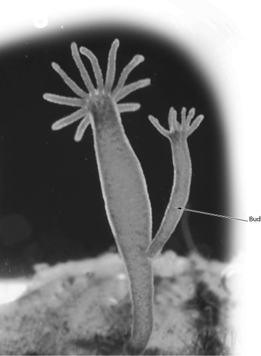 <strong>The animal in the accompanying figure illustrates ______.  </strong> A) fission B) regeneration C) budding D) none of the above <div style=padding-top: 35px> 
