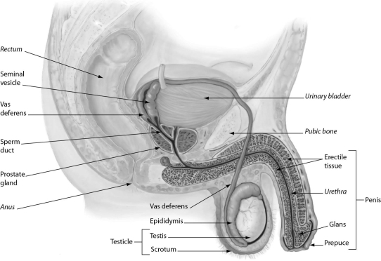 <strong>The figure shows male reproductive anatomy.In a human male reproductive system ______.  </strong> A) sperm mature in the urethra B) the vas deferens conducts sperm between the testis and epididymis C) the sperm travel through the urethra during ejaculation D) sperm mature in the prostate gland <div style=padding-top: 35px> 