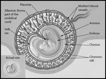 <strong>The figure shows a human embryo 31 days after conception.Which of the following structures is part of the placenta?  </strong> A) embryo B) chorion C) amnion D) yolk sac <div style=padding-top: 35px> 