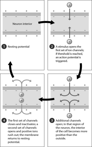 <strong>Examine the figure below.Once an action potential is triggered,______. </strong> A) the interior of the cell becomes positively charged relative to the outside B) the interior of the cell becomes negatively charged relative to the outside C) all ion channels close D) the cell soon reaches threshold