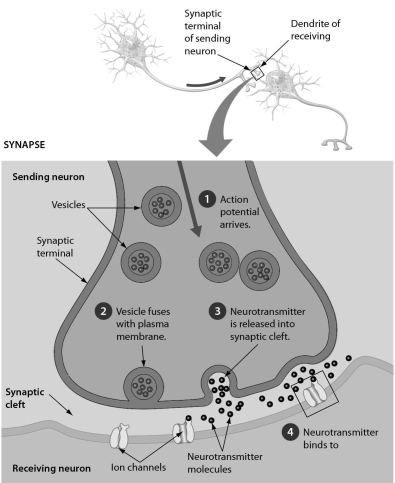 Examine the neurotransmitters in the synapse in the accompanying figure.What might happen to these neurotransmitters after they have carried the signal to the receiving neuron? The neurotransmitters are ______.   A)  transported back to the sending neuron B)  absorbed by the receiving neuron C)  incorporated into the membrane structure of the receiving neuron D)  incorporated into the membrane structure of the sending neuron