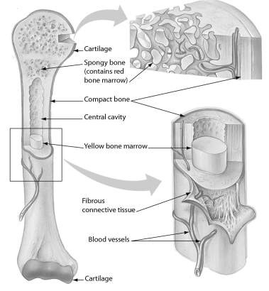 <strong>The figure below shows the structure of an arm bone.Which part of a bone contains stored fat? </strong> A) red bone marrow B) cartilage C) the ends D) yellow bone marrow