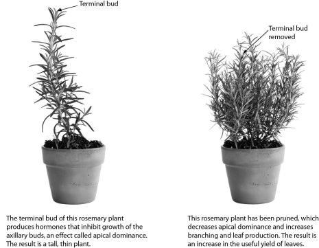 What is the likely effect of pruning a plant?   A)  the plant will grow taller B)  the plant will grow bushier C)  the plant will produce flowers D)  the plant will grow more roots
