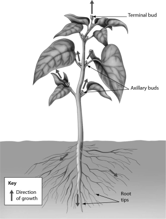 The figure below illustrates ______.   A)  lateral dominance B)  secondary growth C)  determinate growth D)  primary growth