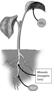 Which of the following is the site of carbon dioxide uptake by a plant?   A)  root hairs B)  leaves C)  rhizomes D)  internodes