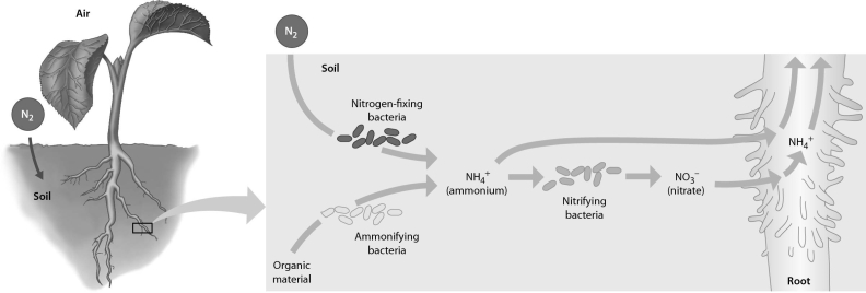 Examine the figure below.Which of the following add ammonium to the soil by decomposing organic matter?   A)  nitrifying bacteria B)  ammonifying bacteria C)  nitrogen-fixing bacteria D)  denitrifying bacteria