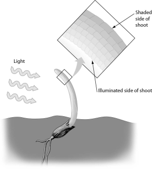 When considering the shadowed side of a grass shoot,which of the following best describes why it bends toward the light?   A)  Reduction in auxin levels allows gibberellins to promote cell elongation. B)  Reduction in gibberellin levels allows auxin to promote cell elongation. C)  Increase in auxin levels promotes cell elongation. D)  Increase in auxin levels promotes cell proliferation.