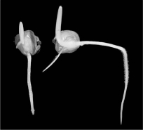 The figure below illustrates ______ in plants.   A)  photoperiod B)  gravitropism C)  thigmotropism D)  phototropism