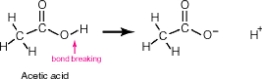 Acetic acid, shown below, has 4 hydrogen atoms-one bonded to an oxygen and three bonded to a carbon. When this molecule behaves as an acid, it donates only the hydrogen bonded to the oxygen. The hydrogens bonded to the carbon remain intact. Why?   A) The oxygen is much better at accommodating a negative charge than is carbon. B) The hydrogen attached to the oxygen extends farther away from the center of the molecule. C) The carbon is bonded to three hydrogens while the oxygen is bonded to only one hydrogen. D) The oxygen within acetic acid has two lone pairs of electrons that help to destabilize the oxygen-hydrogen bond.