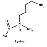 The amino acid lysine is shown below. What functional group must be removed in order to produce cadaverine (1,5-pentanediamine) ? A) One amino group must be removed and replaced with a hydrogen. B) The carboxyl group must be removed and replaced with a hydrogen. C) The hydrogen (shown) must be removed and replaced with an amino (NH<sub>2</sub>) group. D) Lysine is 1, 5-pentanediamine. Nothing has to be removed.