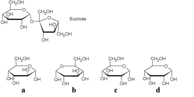 Shown below is the line structure of a sucrose molecule.   Which of the carbohydrates listed would be generated in the cleavage of a sucrose molecule? A) a B) b C) c D) d E) none of the above