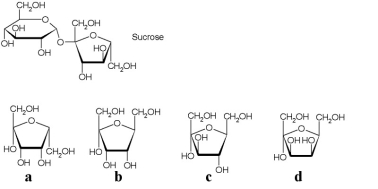 Shown below is the line structure of a sucrose molecule.   Which of the carbohydrates listed would be generated in the cleavage of a sucrose molecule? A) a B) b C) c D) d E) none of the above