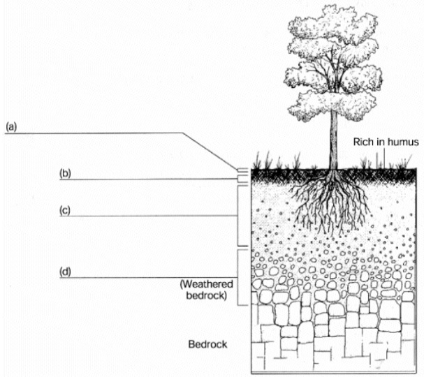 Fill in the blanks on the diagram below with the names of the soil horizons that are labelled.   