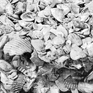 Carefully observe each of the photographs below of sedimentary rocks.To the right of each sample, name the rock and describe its origin (how it formed). a)______________________________     b)______________________________     c)______________________________   