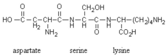 What is the name of the following tripeptide (the names of each amino acid are given directly below its position in the tripeptide) ?   A)  lysylserylaspartate B)  aspartylserinyllysine C)  aspartyllysinylserine D)  aspartineserinelysine E)  aspartylseryllysine