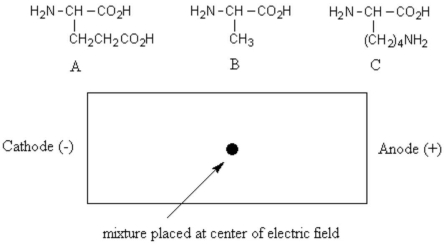 A mixture of the three amino acids shown below was buffered to pH 7.0 and placed in the center of an electric field with the cathode to the left and the anode to the right. From left to right, what would be the positional order of the amino acids after sufficient time to allow migration?   A)  A, B, C B)  B, C, A C)  B, A, C D)  C, B, A E)  C, A, B