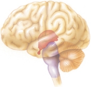 The nurse is caring for a client having problems with emotional appropriateness as a result of a brain injury.Mark the area that has most likely been damaged.  