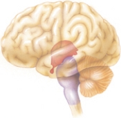 The nurse is caring for a client with a traumatic brain injury.The client has begun to experience bradycardia.What area of the brain is likely responsible for the changes in heart rate?  