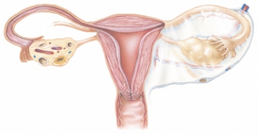 The nurse is caring for a pregnant client.The nurse notes the healthcare provider has documented the client has a positive Goodell's sign.Mark an  X  on the area to which this refers.  