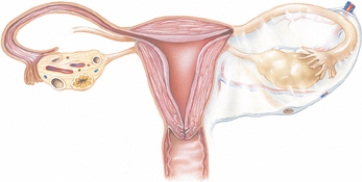 The nurse is reviewing the technique utilized to obtain an endocervical specimen on a client.Mark with an  X  the location from which the specimen will be obtained.  