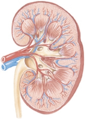 The nurse is performing a urinary system assessment and wishes to percuss at the right costovertebral angle.Draw an arrow to the spot where the nurse would find this.  