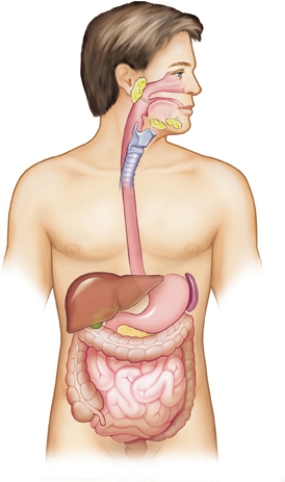 The nurse is speaking with the client during the focused interview.The client states, My doctor said that my spleen was enlarged.Where is my spleen?  Draw an arrow to the location of the spleen.  