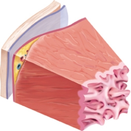 The client has a history of rheumatic fever.Draw an arrow pointing to the layer of the heart that is most at risk for damage due to this infection.  