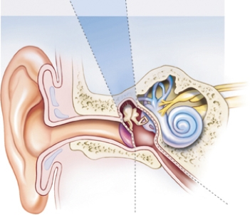 A client is having difficulty maintaining equilibrium.The client is unable to ambulate without pushing a wheelchair or using a walker.Draw an arrow indicating which part of the ear is not functioning adequately.  