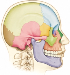 The nurse is assessing the client's neck.Draw an  X  over the location of the axis.  