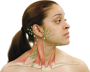 The nurse needs to palpate the submental lymph node on a client.Draw an arrow to the spot where the nurse would palpate.  