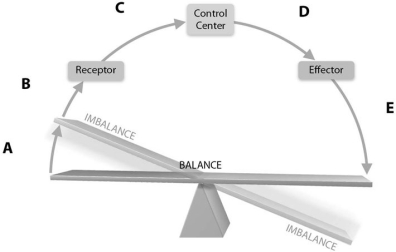   Figure 1.2 Using Figure 1.2, match the following descriptions to the most appropriate letter on the diagram: -Free nerve endings in the skin detect changes in skin temperature (getting colder) . A) E B) A C) B D) D E) C