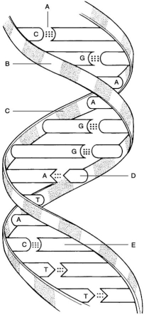   Figure 2.2 Using Figure 2.2, match the following: -Hydrogen bonds. A) A B) D C) B D) E E) C