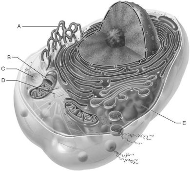     Figure 3.1 Using Figure 3.1, match the following: -Forms the mitotic spindle. A) C B) E C) D D) A E) B