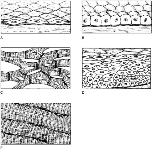   Figure 4.2 Using Figure 4.2, match the following: -Skeletal muscle. A) A B) B C) C D) D E) E