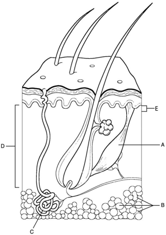     Figure 5.1 Using Figure 5.1, match the following: -Pulls the hair follicle into an upright position. A) A B) E C) C D) D E) B